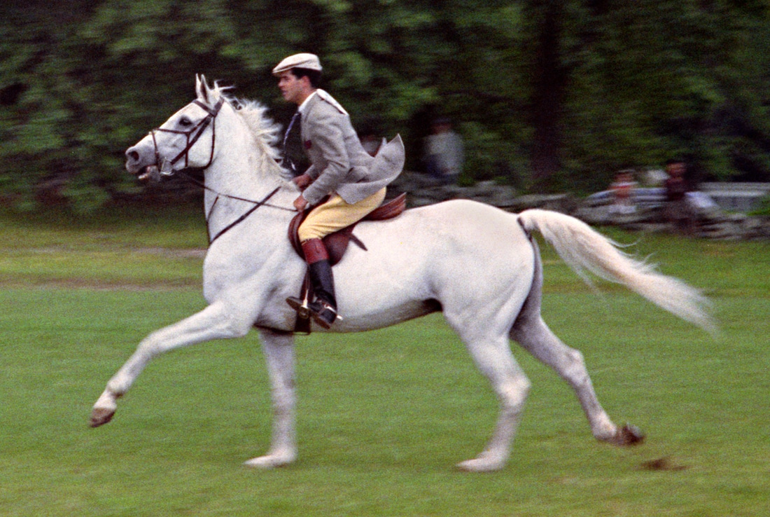 White horse equestrian © 1958 Phillip Leonian